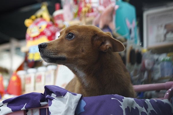 Pet stores